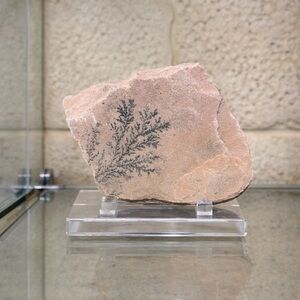 Dendritic Pattern Sandstone Specimen - Beige Brown
